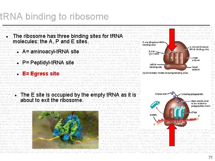 t. RNA binding to ribosome The ribosome has three binding sites for t. RNA