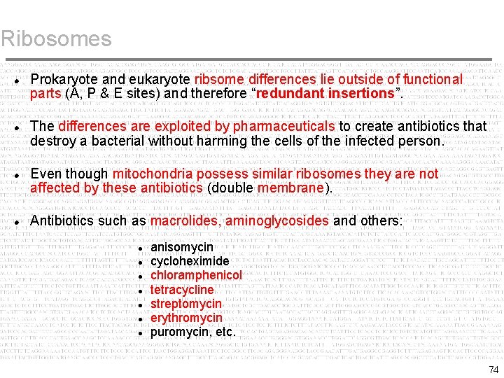 Ribosomes Prokaryote and eukaryote ribsome differences lie outside of functional parts (A, P &