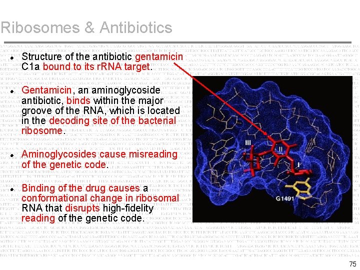 Ribosomes & Antibiotics Structure of the antibiotic gentamicin C 1 a bound to its