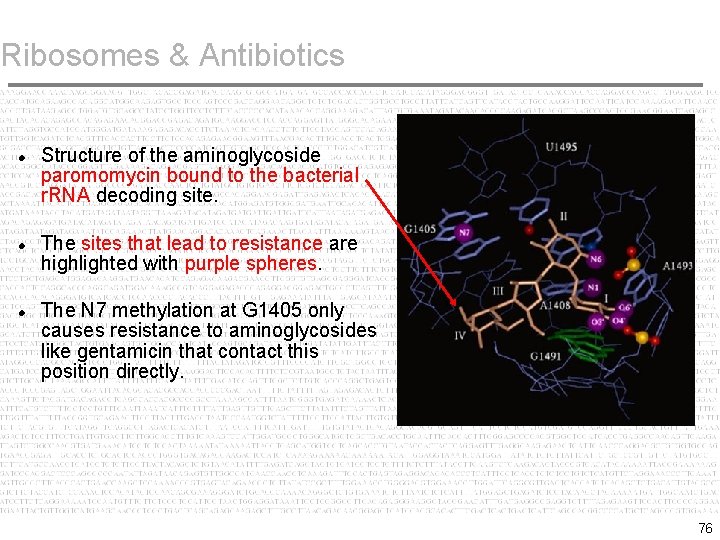 Ribosomes & Antibiotics Structure of the aminoglycoside paromomycin bound to the bacterial r. RNA