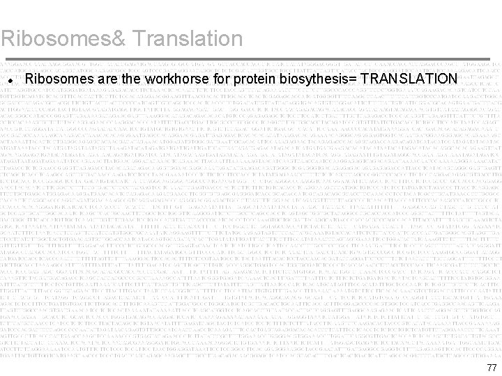 Ribosomes& Translation Ribosomes are the workhorse for protein biosythesis= TRANSLATION 77 