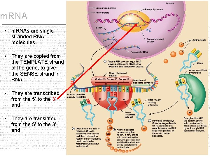 m. RNA • m. RNAs are single stranded RNA molecules • They are copied