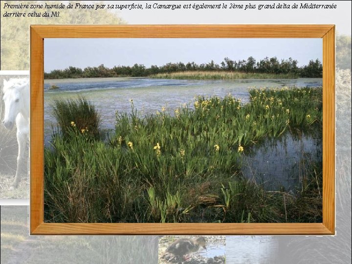 Première zone humide de France par sa superficie, la Camargue est également le 2ème