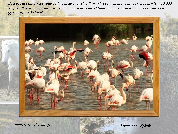 L'espèce la plus symbolique de la Camargue est le flamant rose dont la population