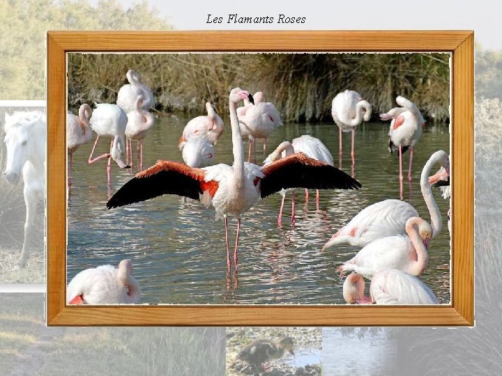 Les Flamants Roses 