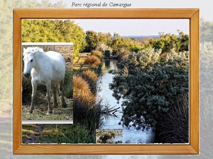 Parc régional de Camargue 