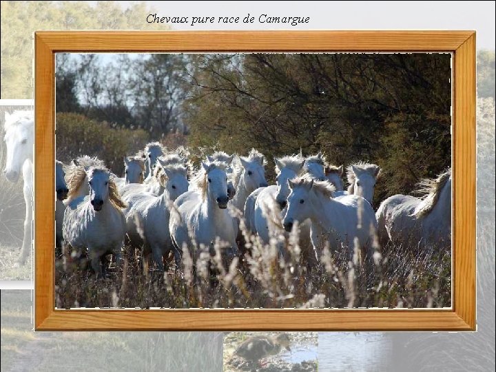 Chevaux pure race de Camargue 