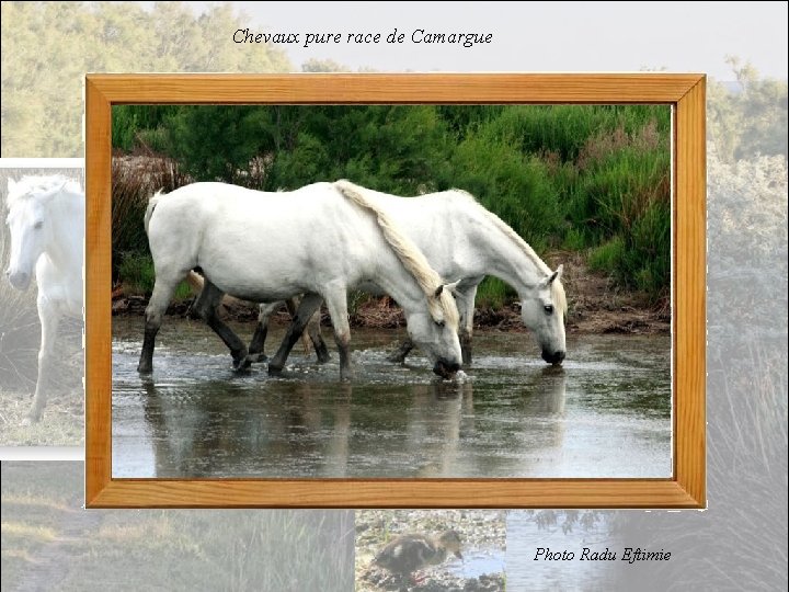 Chevaux pure race de Camargue Photo Radu Eftimie 