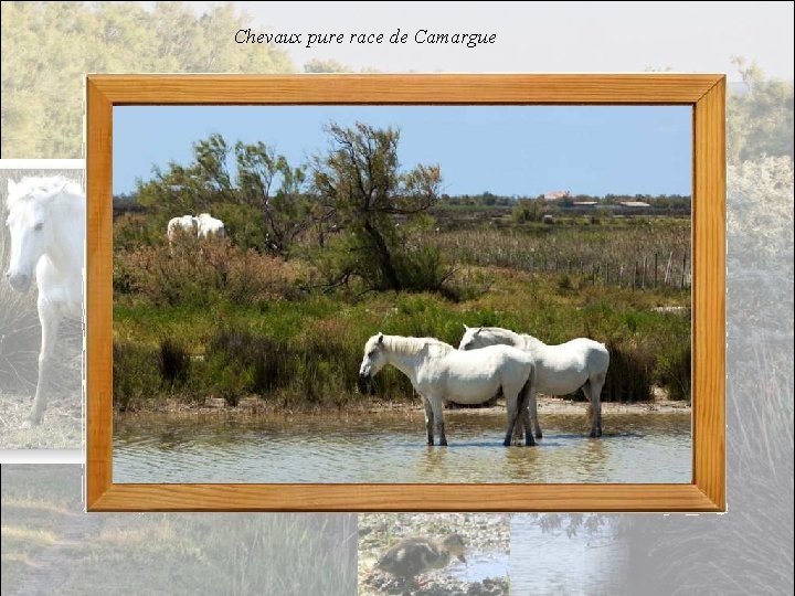 Chevaux pure race de Camargue 