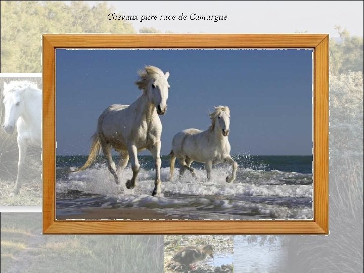 Chevaux pure race de Camargue 