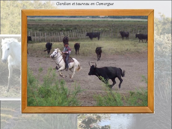 Gardian et taureau en Camargue 