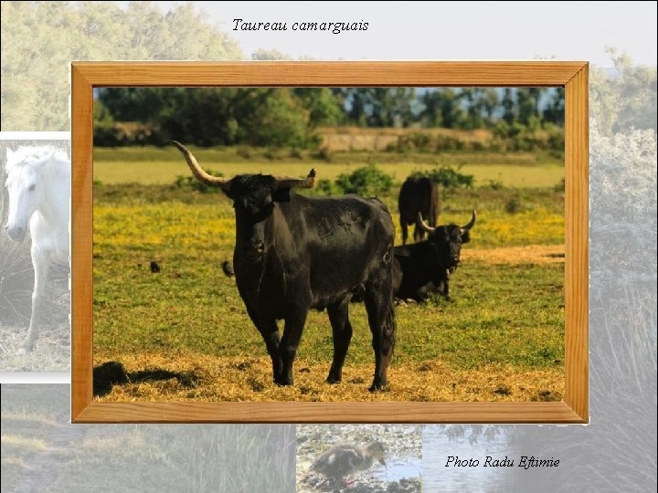 Taureau camarguais Photo Radu Eftimie 