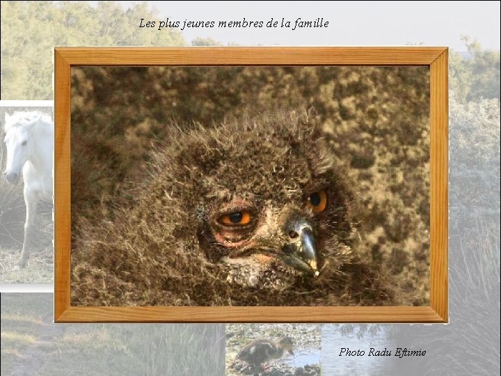 Les plus jeunes membres de la famille Photo Radu Eftimie 