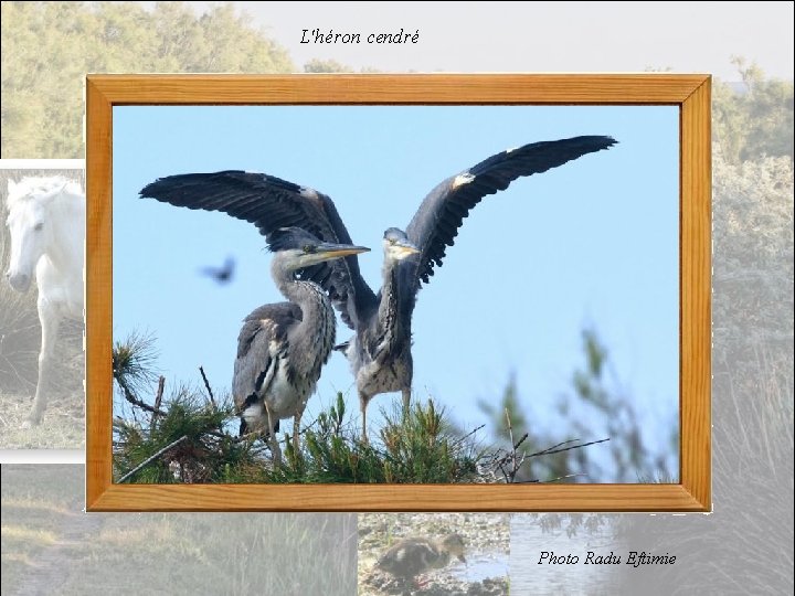 L'héron cendré Photo Radu Eftimie 