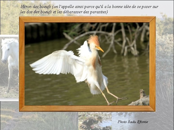 Héron des boeufs (on l'appelle ainsi parce qu'il a la bonne idée de se