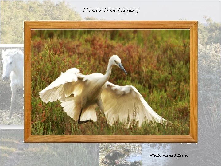 Manteau blanc (aigrette) Photo Radu Eftimie 