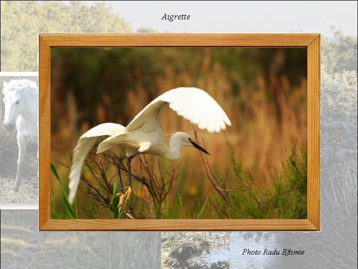 Aigrette Photo Radu Eftimie 