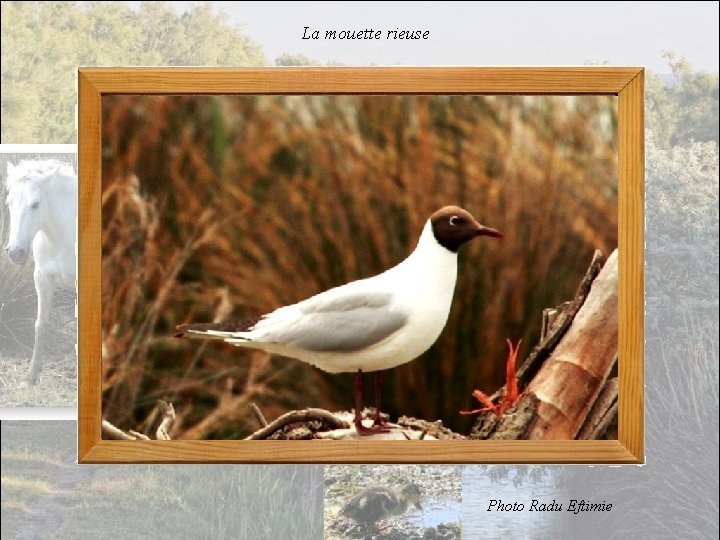 La mouette rieuse Photo Radu Eftimie 