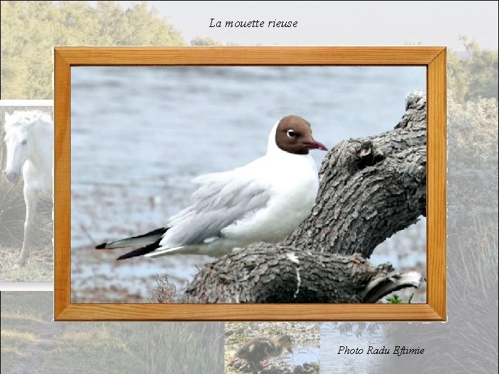 La mouette rieuse Photo Radu Eftimie 