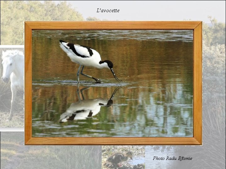 L'avocette Photo Radu Eftimie 