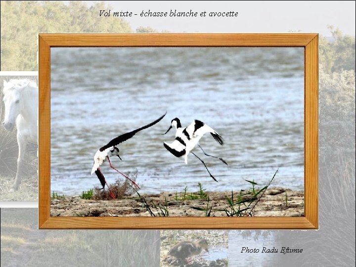 Vol mixte - échasse blanche et avocette Photo Radu Eftimie 