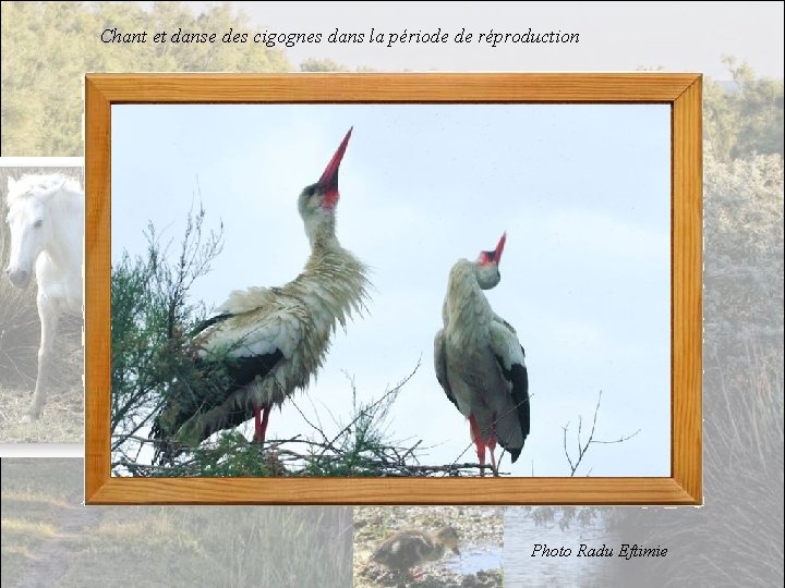 Chant et danse des cigognes dans la période de réproduction Photo Radu Eftimie 