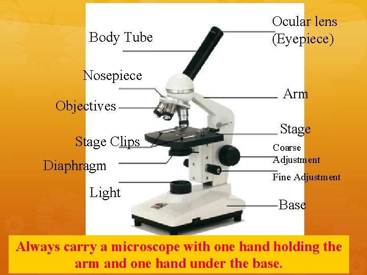 Body Tube Ocular lens (Eyepiece) Nosepiece Objectives Stage Clips Diaphragm Light Arm Stage Coarse