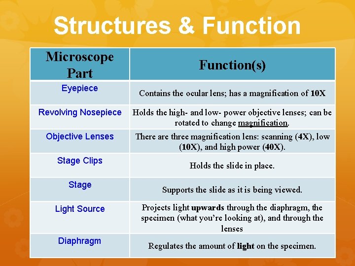 Structures & Function Microscope Part Eyepiece Function(s) Contains the ocular lens; has a magnification