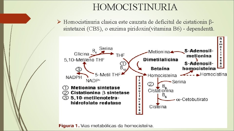 HOMOCISTINURIA Ø Homocistinuria clasica este cauzata de deficitul de cistationin βsintetazei (CBS), o enzima