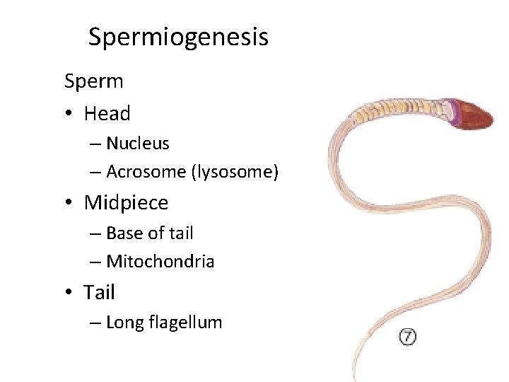 Spermiogenesis Sperm • Head – Nucleus – Acrosome (lysosome) • Midpiece – Base of
