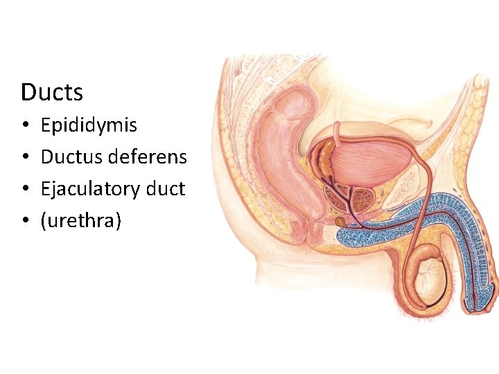 Ducts • • Epididymis Ductus deferens Ejaculatory duct (urethra) 