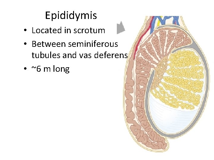 Epididymis • Located in scrotum • Between seminiferous tubules and vas deferens • ~6