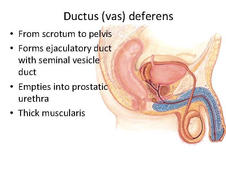 Ductus (vas) deferens • From scrotum to pelvis • Forms ejaculatory duct with seminal