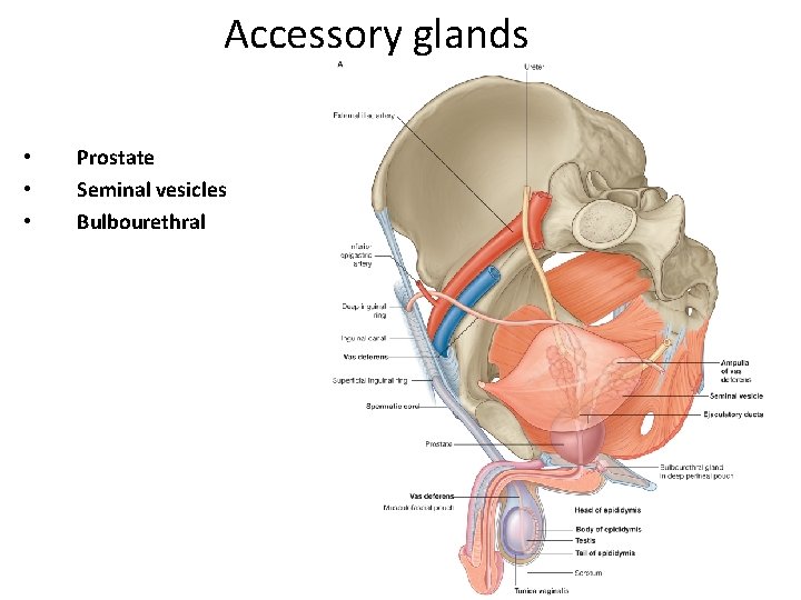 Accessory glands • • • Prostate Seminal vesicles Bulbourethral 