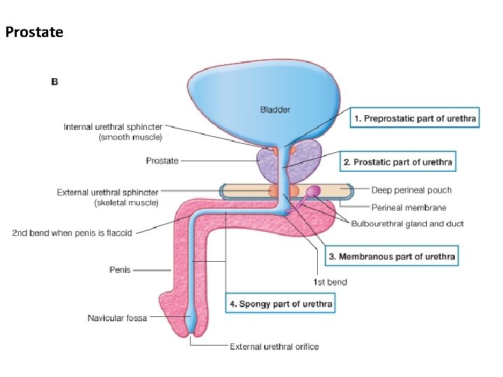 Prostate 