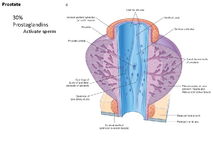 Prostate 30% Prostaglandins Activate sperm 