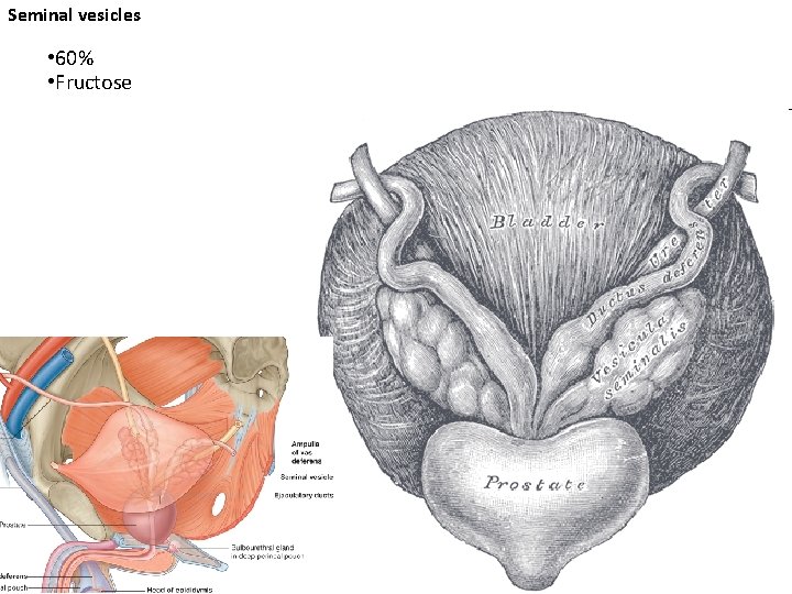 Seminal vesicles • 60% • Fructose 