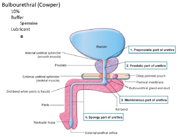 Bulbourethral (Cowper) 10% Buffer Spermine Lubricant 