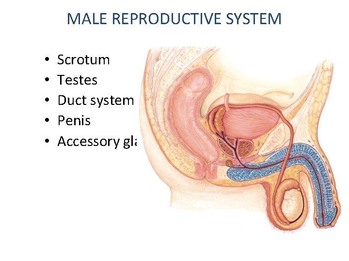 MALE REPRODUCTIVE SYSTEM • • • Scrotum Testes Duct system Penis Accessory glands 