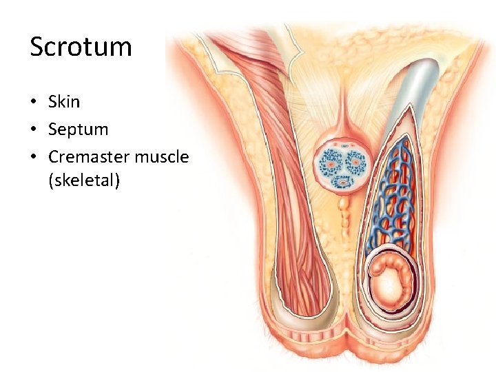 Scrotum • Skin • Septum • Cremaster muscle (skeletal) 