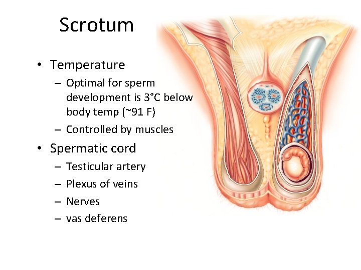 Scrotum • Temperature – Optimal for sperm development is 3°C below body temp (~91