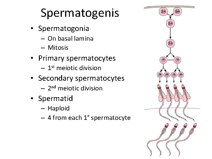 Spermatogenis • Spermatogonia – On basal lamina – Mitosis • Primary spermatocytes – 1