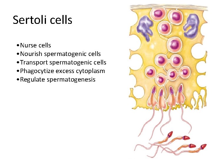 Sertoli cells • Nurse cells • Nourish spermatogenic cells • Transport spermatogenic cells •