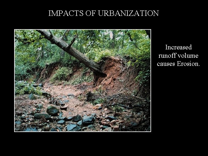 IMPACTS OF URBANIZATION Increased runoff volume causes Erosion. 