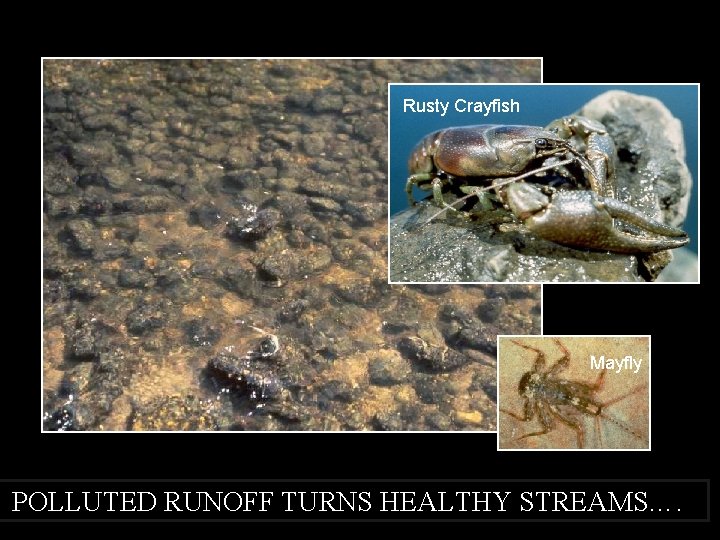 Rusty Crayfish Mayfly POLLUTED RUNOFF TURNS HEALTHY STREAMS…. 