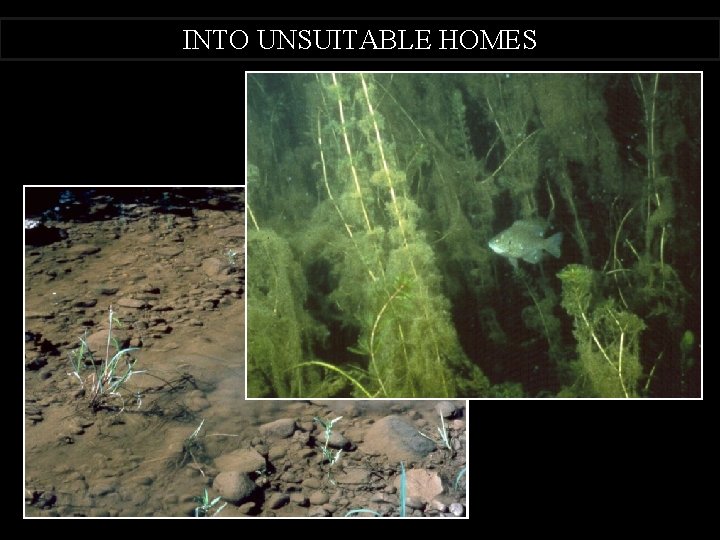INTO UNSUITABLE HOMES 