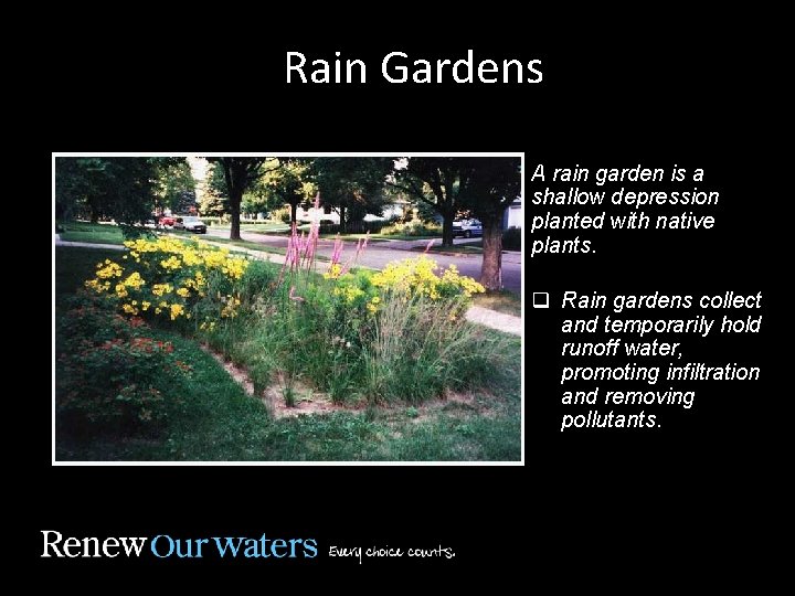 Rain Gardens A rain garden is a shallow depression planted with native plants. q