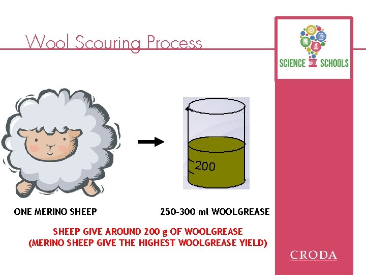 Wool Scouring Process 200 ONE MERINO SHEEP 250 -300 ml WOOLGREASE SHEEP GIVE AROUND