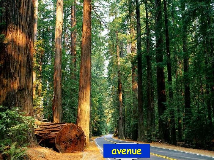avenue avenue