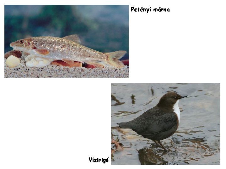 Petényi márna Vízirigó 